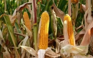 Пивдень 480 СВ