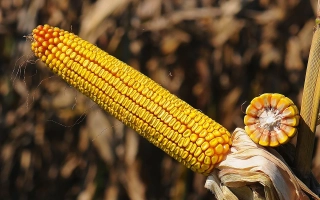 ПОЛЕССКИЙ 111