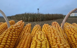 ПОЛЕССКИЙ 220 СВ