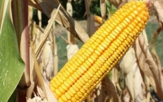 Ripe corn cob on stalk in field - PORUMBENY 140 MV