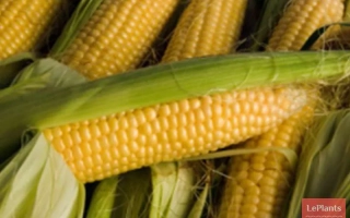 Fresh corn cobs in the background, with no visible product name - PORUMBENY 173 SV