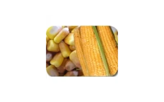 Ears of corn variety PORUMBENY 212 SV