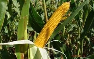 Mature corn cob on the plant - PORUMBENY 222 AMV