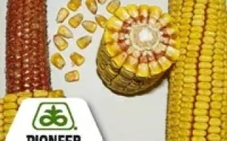 ПР38Д89 Анаста