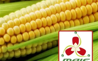 ПРЕМІЯ 190 МВ