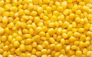 Yellow corn kernels - PROGNOS 152 SV