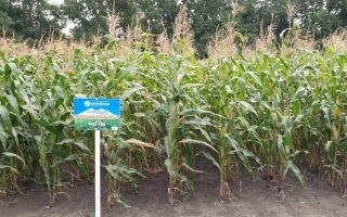 ПРОХЛАДНЕНСКИЙ 185 СВ