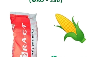 РЖТ Синфониккс