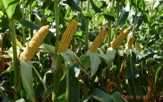 Corn RM 235 MV in field