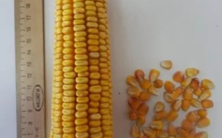 Свіжий початок кукурудзи сорту РНІІСК 1 поруч із зерном на білій поверхні - РНИІСК 1