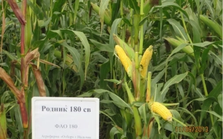 Label with text RODNIK 180 SV in front of corn plants