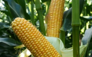 Родриґес КВС