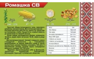 Ромашка СВ