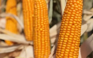 Роналдинио