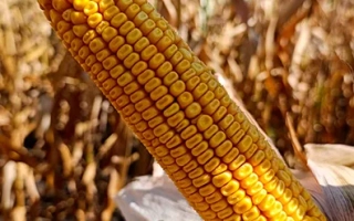 Golden ear of corn ROSS 190 MV against a field background