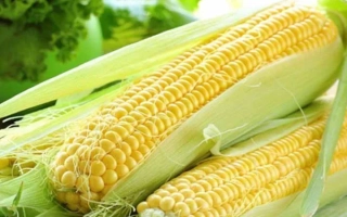 Свіжа кукурудза на стеблі - РОСС 199 МВ