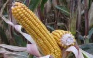 Розивский 311 СВ