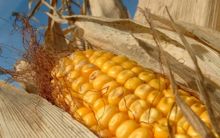 Golden ear of corn RUBEGH SV against dry foliage