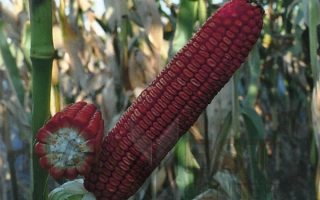 Red corn on stalk in field - RUBIN S