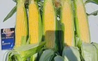 РВИ 442 Ц Х РВИ 441 ЦМ