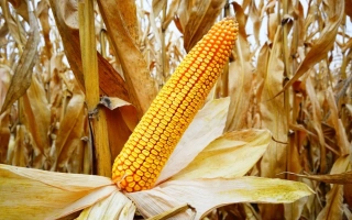 РЖТ Беланокс