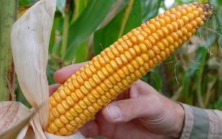 РЖТ Эксагон