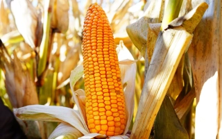 РЖТ Галифакс