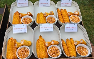 РЖТ Иренокс