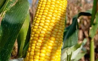 С 63648 Х C 56125 А