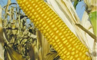 Свіжий початок кукурудзи на фоні листя - СЕВЕРСЬКИЙ 190 МВ