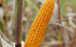 СИ Абелардо