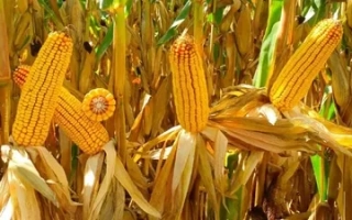 СИ Аквариус