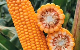 Свежая кукуруза СИ КАРДОНА с разрезанными початками на фоне листьев