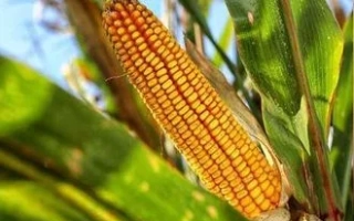 Созревшая кукуруза на растении - СКАП 302 СВ