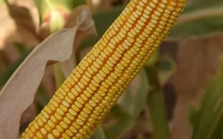 Yellow corn cob with leaves in background - SKIF SV