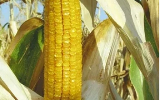 Сквирський 280 СВ