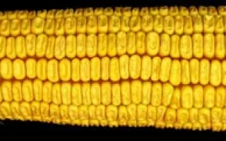 Солонянський 298 СВ