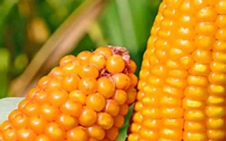 Стабильный СВ