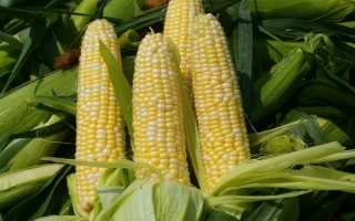 СИ Амплитуд