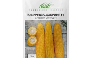 СИ Дипломат