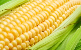 Си Милкитоп