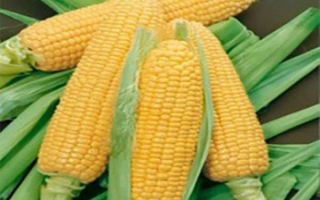 Трилоджи КС