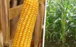 Желтая кукуруза на початке и зеленые кукурузные растения на поле - Твиди КС