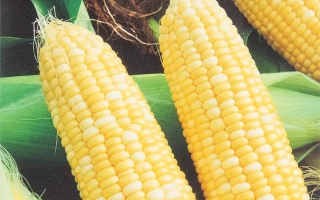 Валентина М