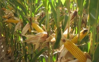 Василив 273 СВ