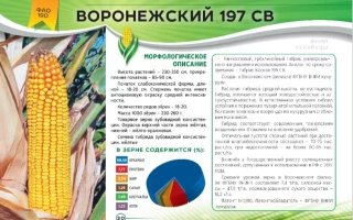 ВОРОНЕЖСКИЙ 197 СВ