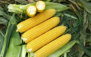 ВОРОНЕЖСКИЙ 202 МВ