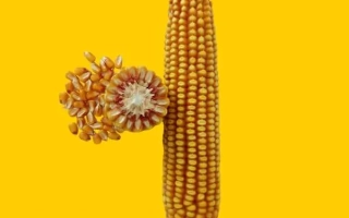 Corn VORONEZH 220 SV on yellow background