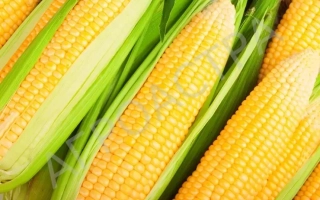 ЗЕРНОГРАДСКИЙ 288 МВ