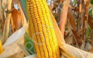 Ripe corn ZERNOGRADESKY 330 MV in field background